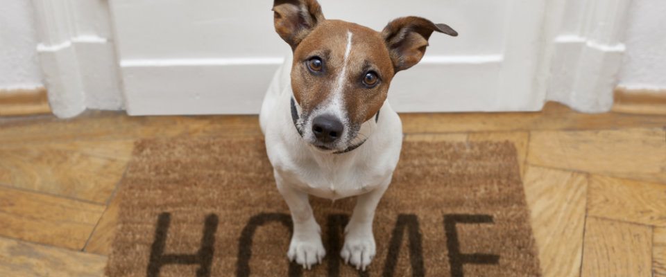 dog home mat